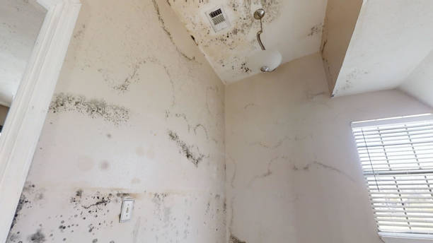 Best Industrial Mold Remediation  in Compo, CT