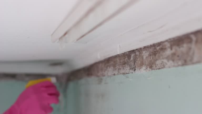 Trusted Compo, CT Mold Removal Experts